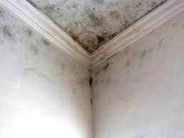 Best Residential Mold Inspection & Testing  in Somerton, AZ