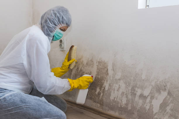 Best Asbestos and Lead Testing During Mold Inspection  in Somerton, AZ