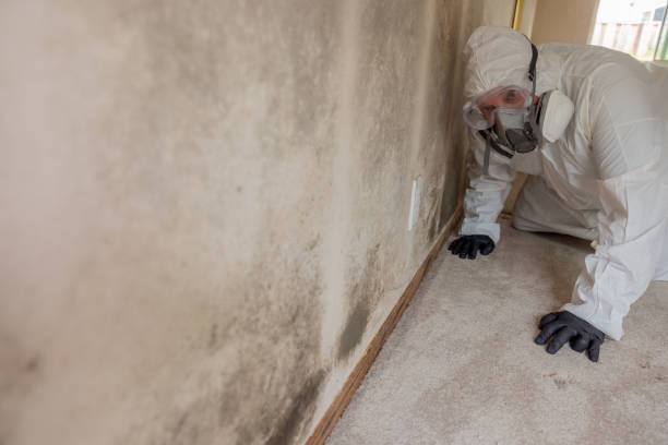 Best Black Mold Removal  in Somerton, AZ