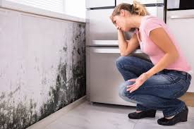 Mold Odor Removal Services in Somerton, AZ